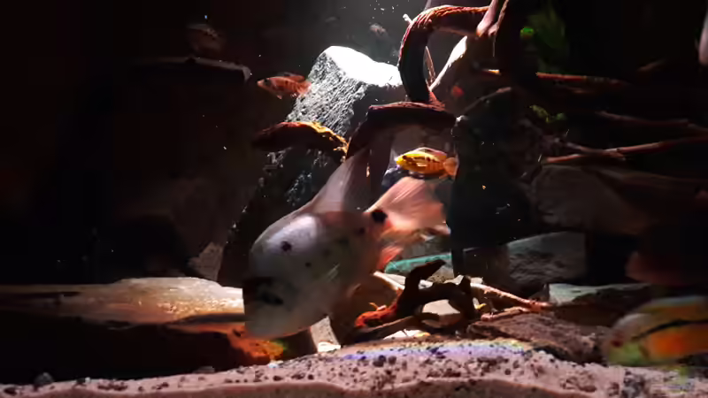 Besatz im Aquarium Central Park von Leo-FAN (58)