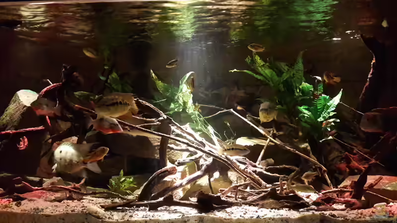 Besatz im Aquarium Central Park von Leo-FAN (59)