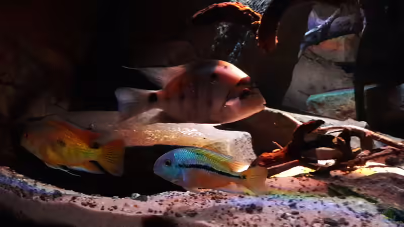 Besatz im Aquarium Central Park von Leo-FAN (61)