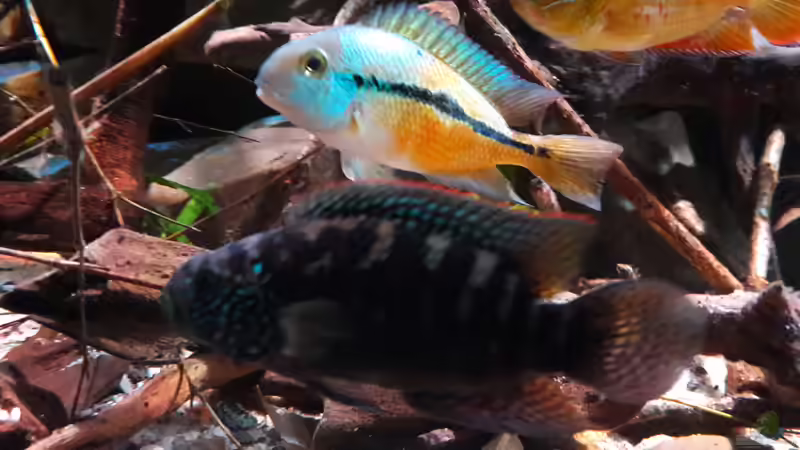 Besatz im Aquarium Central Park von Leo-FAN (62)