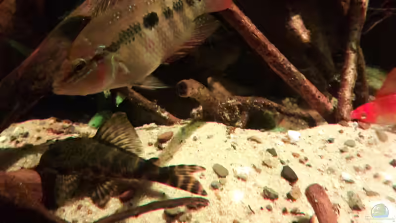 Besatz im Aquarium Central Park von Leo-FAN (63)