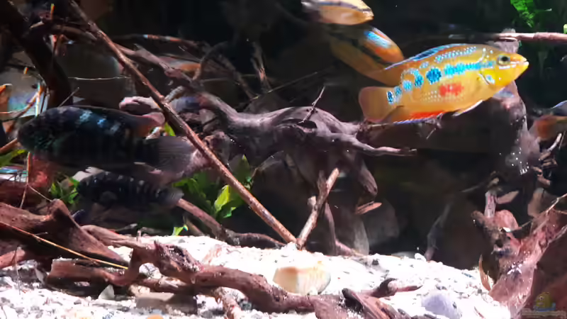 Besatz im Aquarium Central Park von Leo-FAN (64)