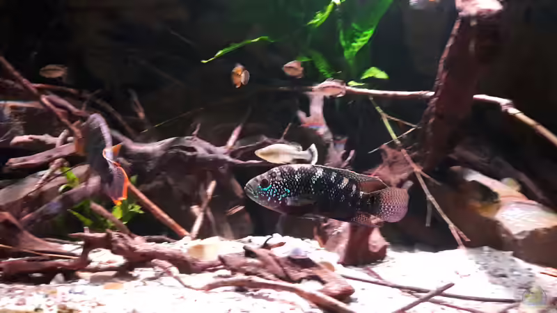 Besatz im Aquarium Central Park von Leo-FAN (65)