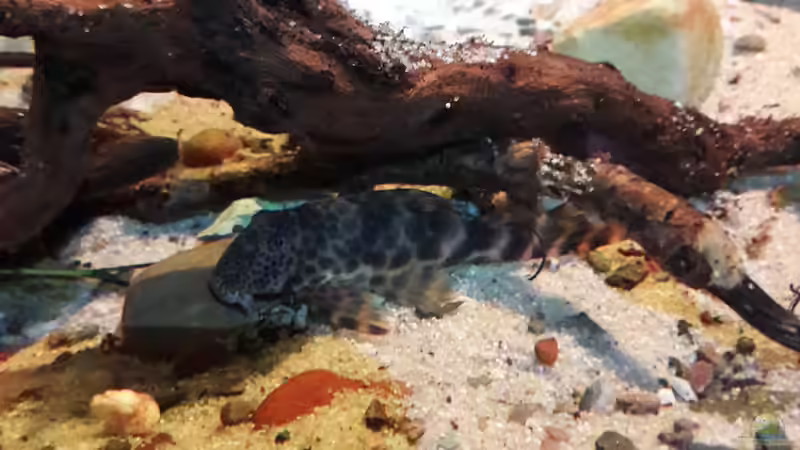 Besatz im Aquarium Central Park von Leo-FAN (66)