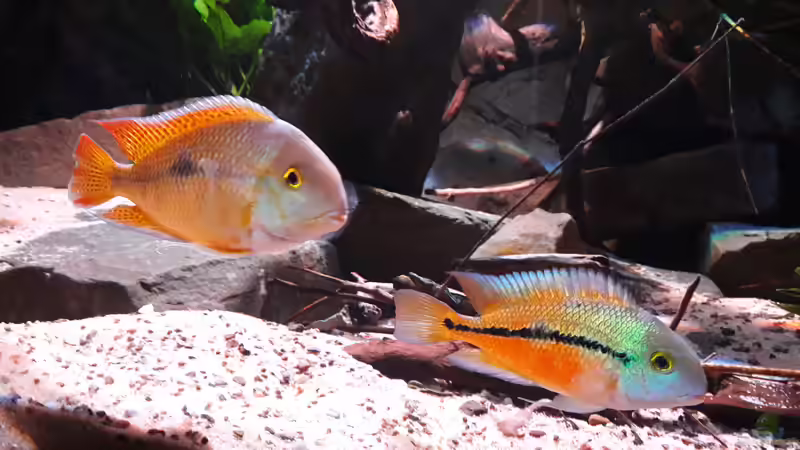 Besatz im Aquarium Central Park von Leo-FAN (67)