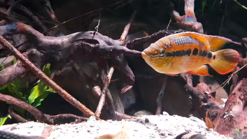 Besatz im Aquarium Central Park von Leo-FAN (68)