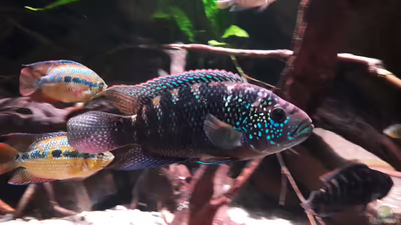 Besatz im Aquarium Central Park von Leo-FAN (69)