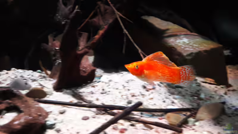 Besatz im Aquarium Central Park von Leo-FAN (70)