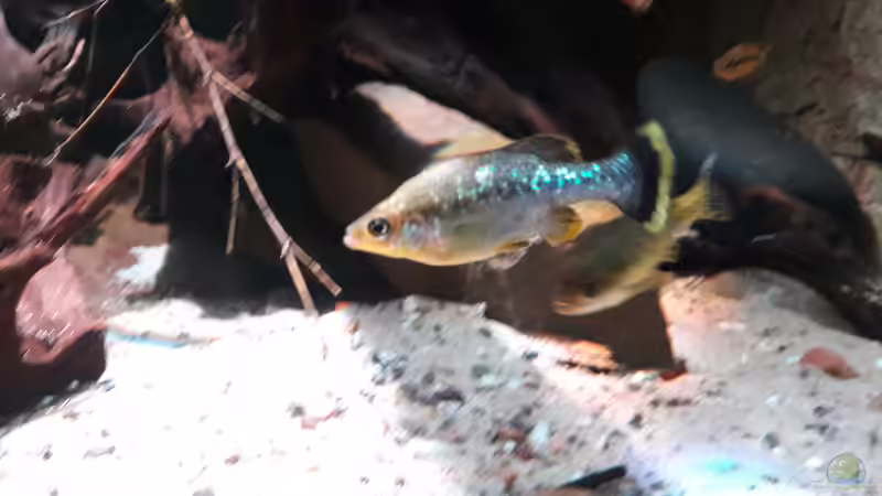 Besatz im Aquarium Central Park von Leo-FAN (71)