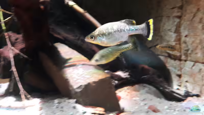 Besatz im Aquarium Central Park von Leo-FAN (72)