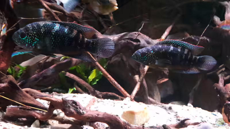 Besatz im Aquarium Central Park von Leo-FAN (74)