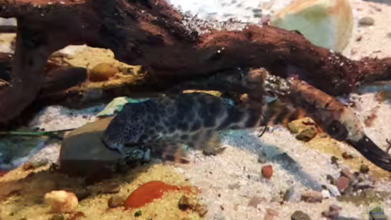 Besatz im Aquarium Central Park von Leo-FAN (75)