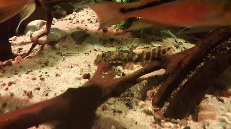 Besatz im Aquarium Central Park von Leo-FAN (76)