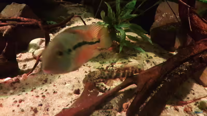 Besatz im Aquarium Central Park von Leo-FAN (77)