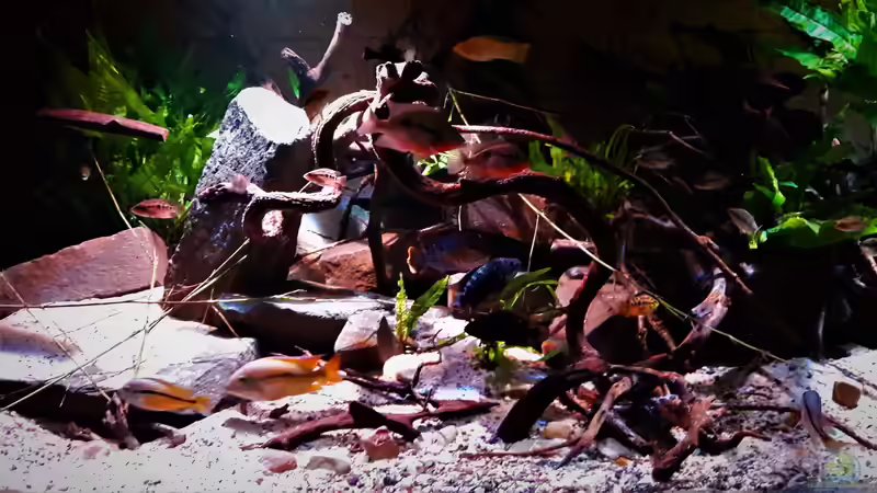 Besatz im Aquarium Central Park von Leo-FAN (78)