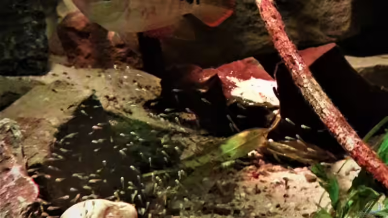 Besatz im Aquarium Central Park von Leo-FAN (79)