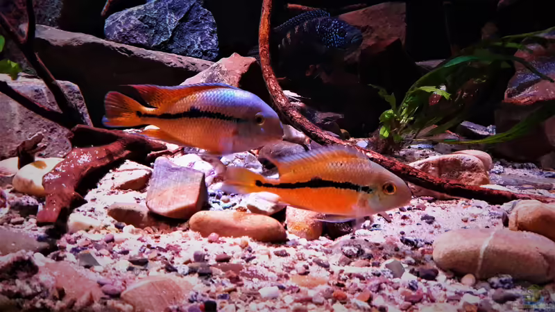 Besatz im Aquarium Central Park von Leo-FAN (80)