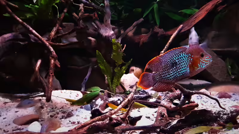 Besatz im Aquarium Central Park von Leo-FAN (81)