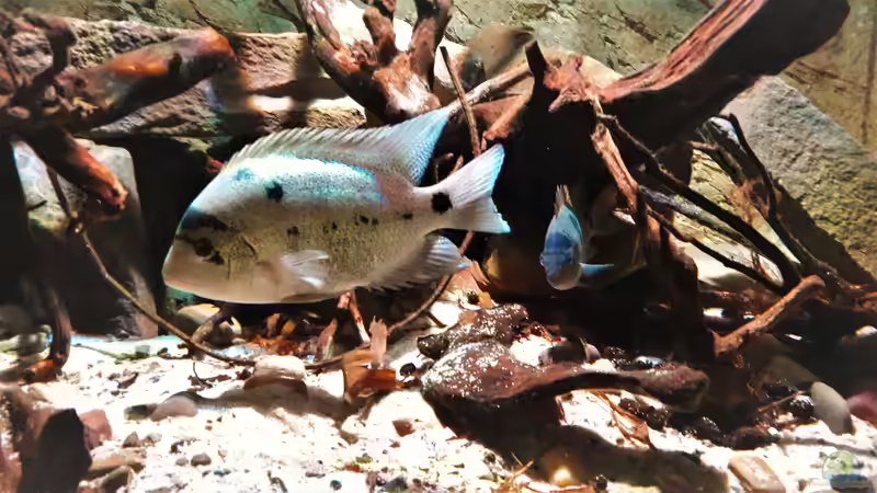 Besatz im Aquarium Central Park von Leo-FAN (82)