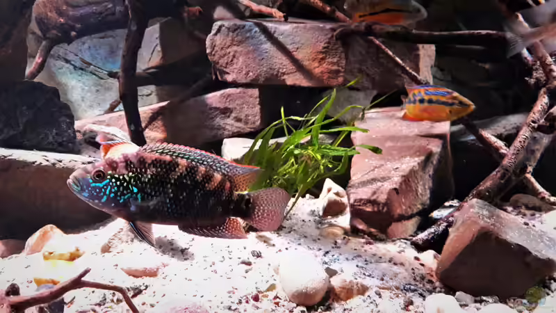 Besatz im Aquarium Central Park von Leo-FAN (84)