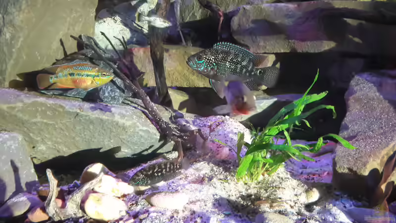 Besatz im Aquarium Central Park von Leo-FAN (88)