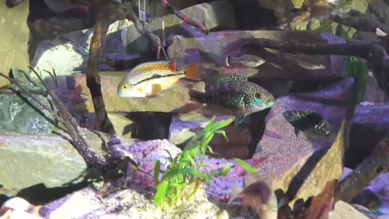 Besatz im Aquarium Central Park von Leo-FAN (89)