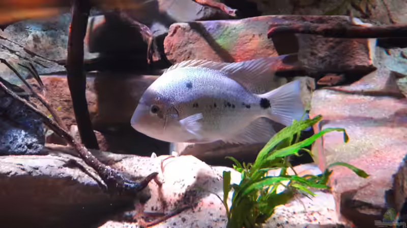 Besatz im Aquarium Central Park von Leo-FAN (90)