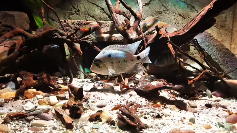 Besatz im Aquarium Central Park von Leo-FAN (92)