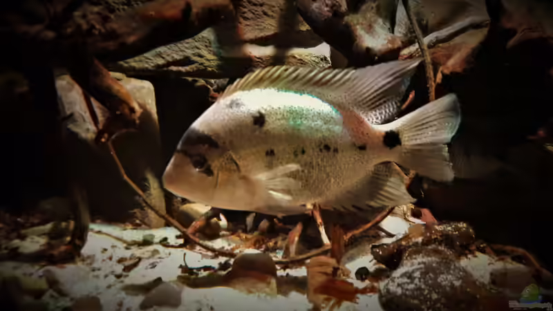 Besatz im Aquarium Central Park von Leo-FAN (93)
