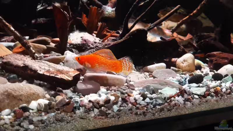 Besatz im Aquarium Central Park von Leo-FAN (94)