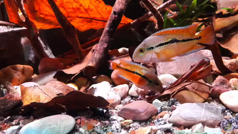 Besatz im Aquarium Central Park von Leo-FAN (95)