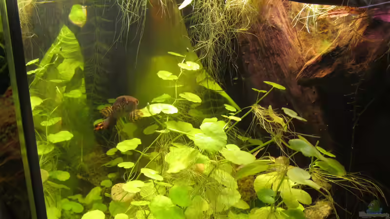 Besatz im Aquarium Channa Bleheri Artenbecken von Der Bergzower (28)