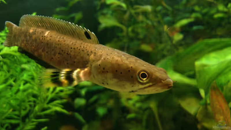 Besatz im Aquarium Channa-fever C. pulchra von Mario74 (20)