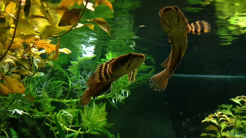 Besatz im Aquarium Channa-fever C. pulchra von Mario74 (21)