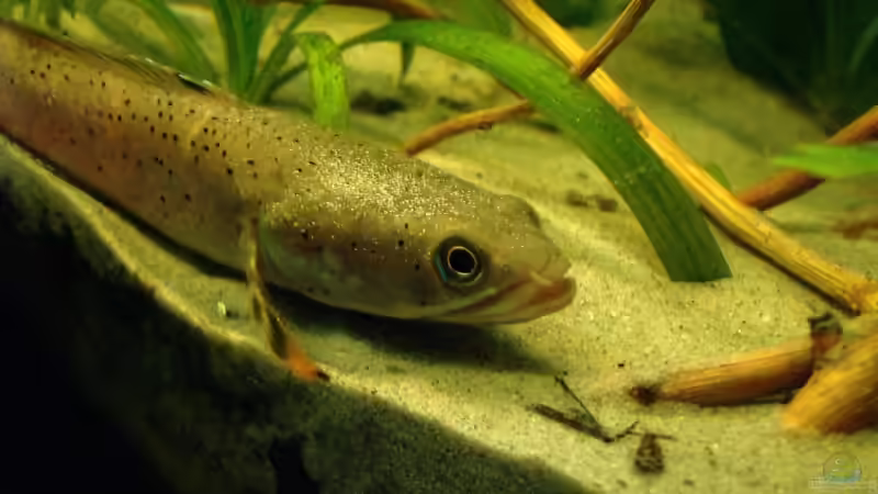 Besatz im Aquarium Channa-fever C. pulchra von Mario74 (29)