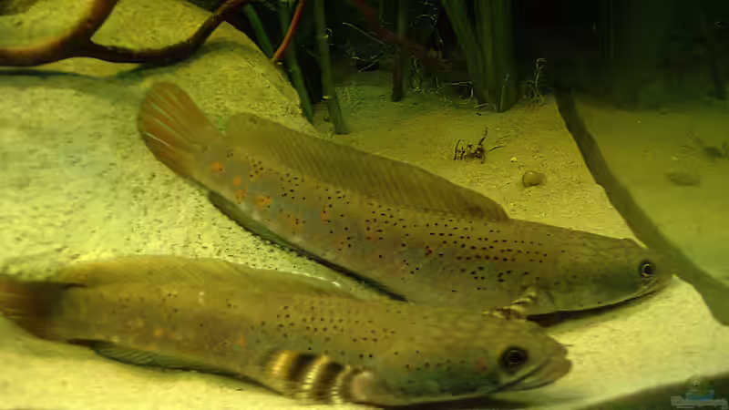 Besatz im Aquarium Channa-fever C. pulchra von Mario74 (31)