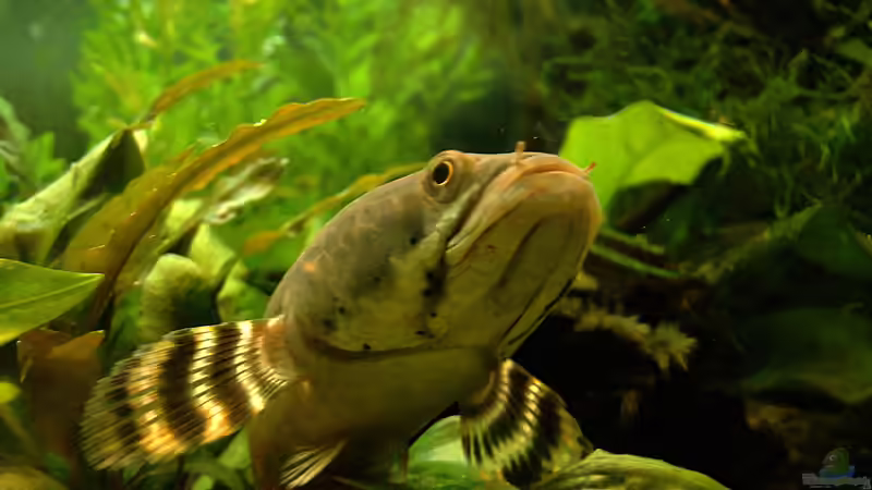 Besatz im Aquarium Channa-fever C. pulchra von Mario74 (33)