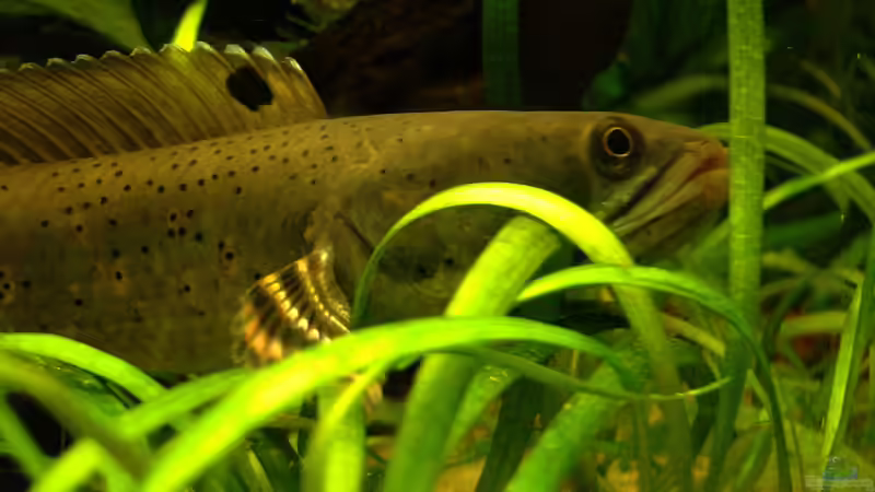 Besatz im Aquarium Channa-fever C. pulchra von Mario74 (34)