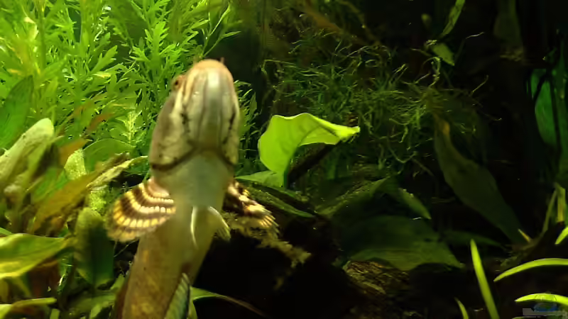 Besatz im Aquarium Channa-fever C. pulchra von Mario74 (35)