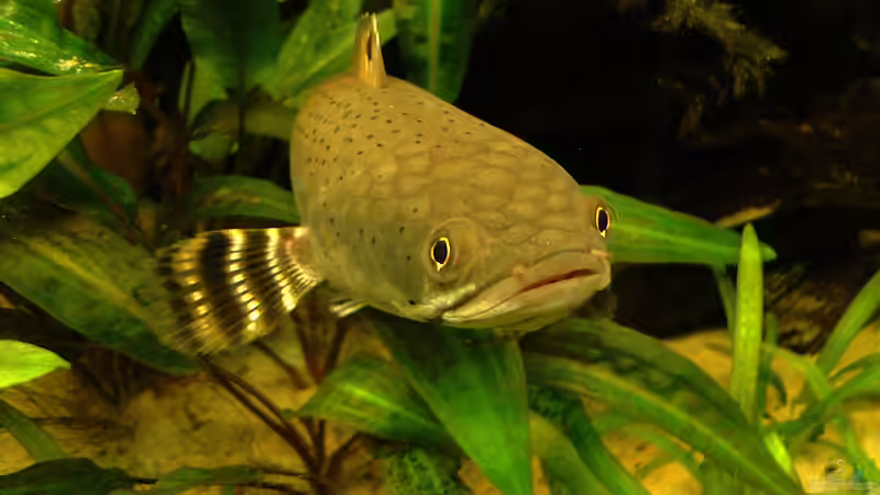 Besatz im Aquarium Channa-fever C. pulchra von Mario74 (36)