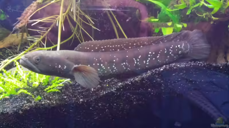 Besatz im Aquarium Channa Home (nur noch als Beispiel) von Rabunz3l (14)