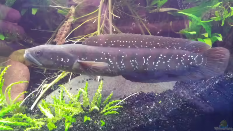 Besatz im Aquarium Channa Home (nur noch als Beispiel) von Rabunz3l (15)