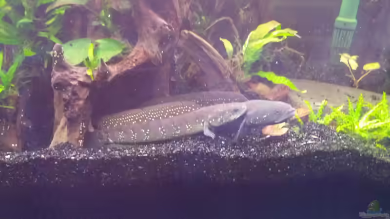 Besatz im Aquarium Channa Home (nur noch als Beispiel) von Rabunz3l (18)