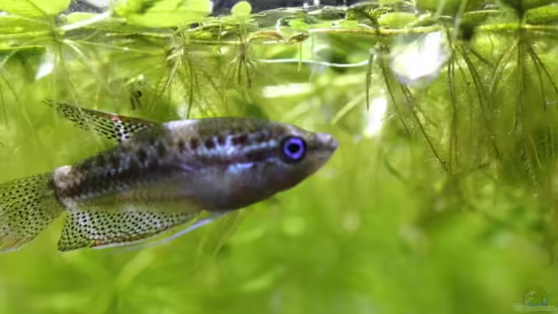 Besatz im Aquarium Chao phraya von lomarraco (62)