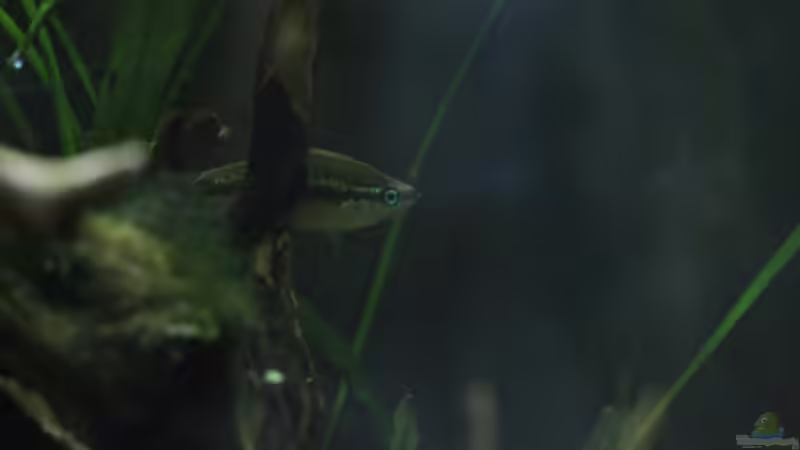 Besatz im Aquarium Chao phraya von lomarraco (63)