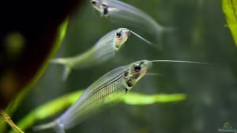 Besatz im Aquarium Chao phraya von lomarraco (64)