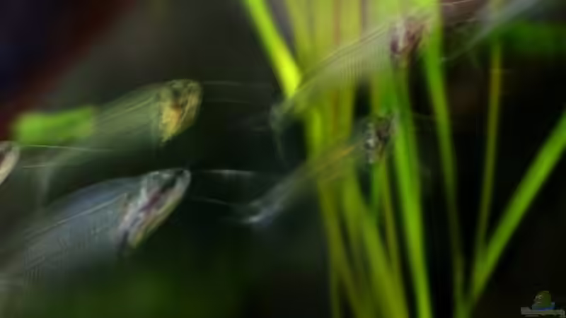 Besatz im Aquarium Chao phraya von lomarraco (65)