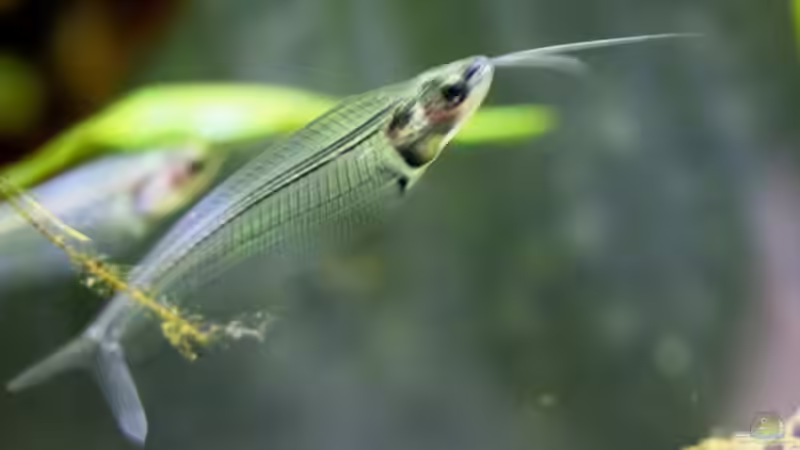 Besatz im Aquarium Chao phraya von lomarraco (66)