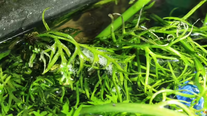 Besatz im Aquarium Chao phraya von lomarraco (75)