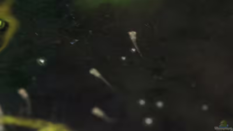 Besatz im Aquarium Chao phraya von lomarraco (76)